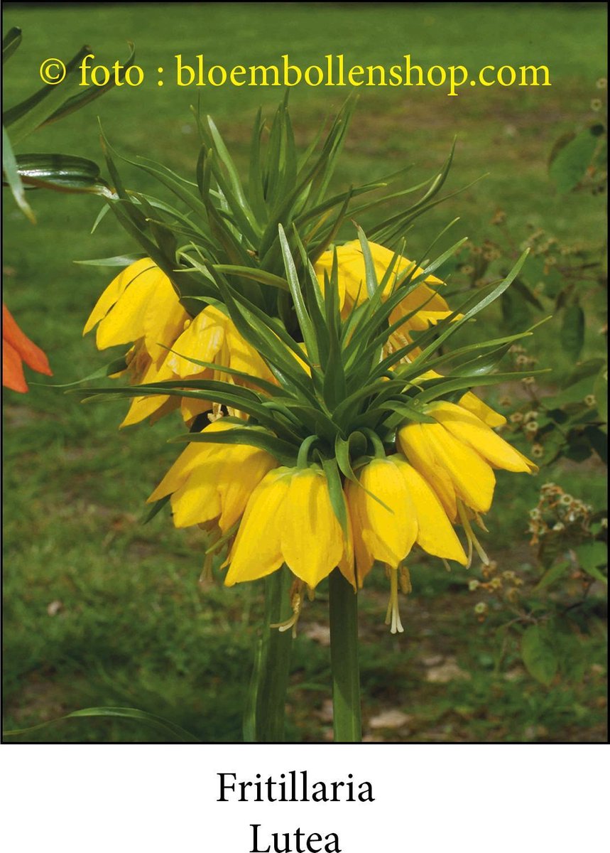 fritillaria Lutea 2 bollen maat 24/+