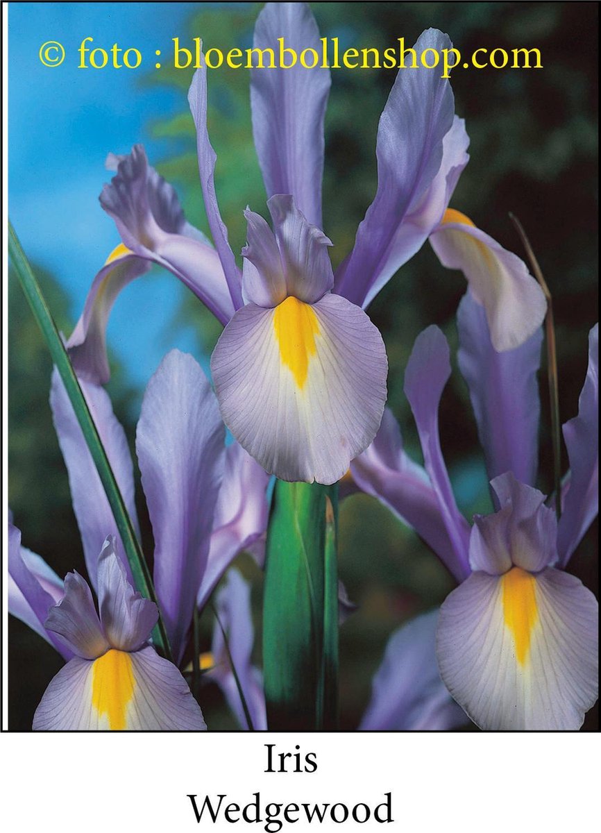 iris Wedgewood 50 bollen maat 7/+