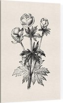 Globebloem Trollius zwart-wit (Globe Flower) - Foto op Canvas - 40 x 60 cm
