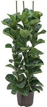 Philodendron Imperial Red hydrocultuur in Runner vierkant zwart |