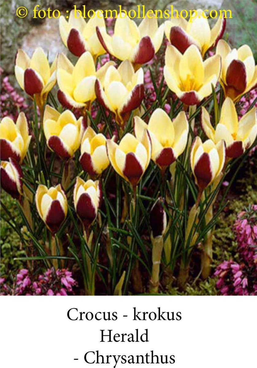 crocus - krokus Herald 50 bollen maat 6/+