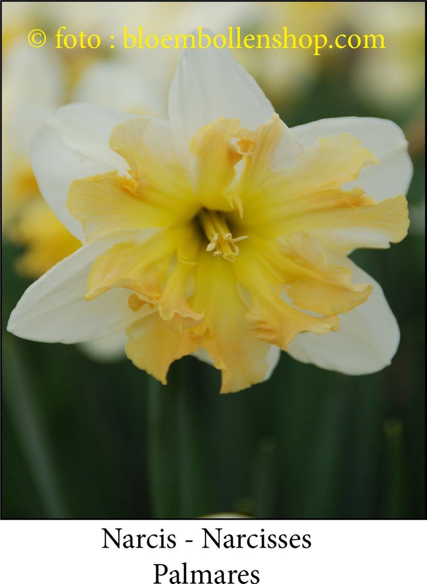 narcis Palmares 10 bollen maat 14/16
