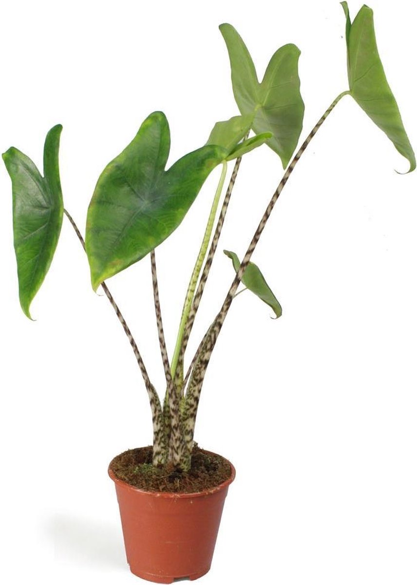 Alocasia zebrina XS kamerplant