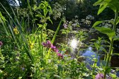 Fotobehang van Wilde bloemenrand langs de vijver 250 x 260 cm