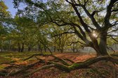 Fotobehang sprookjesachtig Eikenbos in de mist 450 x 260 cm