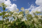 Fotobehang van bloeiende reuzebereklauw tegen Hollandse wolkenlucht 250 x 260 cm - € 175,--