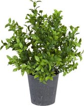 Kunstplant - In Pot - Buxus Ruscus - In cadeauverpakking met gekleurd lint