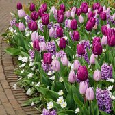 50x Bloembollenmix 'Purple Blend' -  Tulpen + Hyacinten + Anemonen - Paars en wit - Winterhard - 50 bloembollen