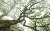 Komar The Forgotten Forest Vlies Fotobehang 400x250cm 4-banen