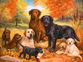 Rubye® Diamond Painting Volwassenen - Diamond Painting Kinderen - Honden Portret - 30x40cm