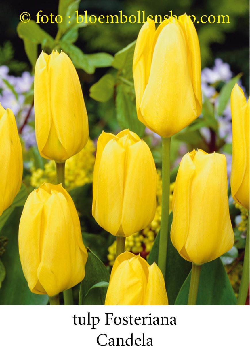 tulp Candela 25 bollen maat 12/+ tulpen bloembollen