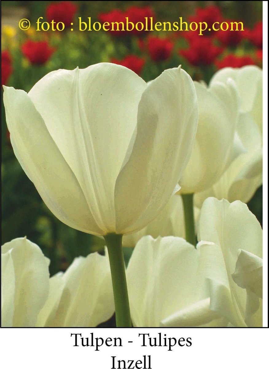 tulp Inzell 25 bollen maat 12/+ tulpen bloembollen