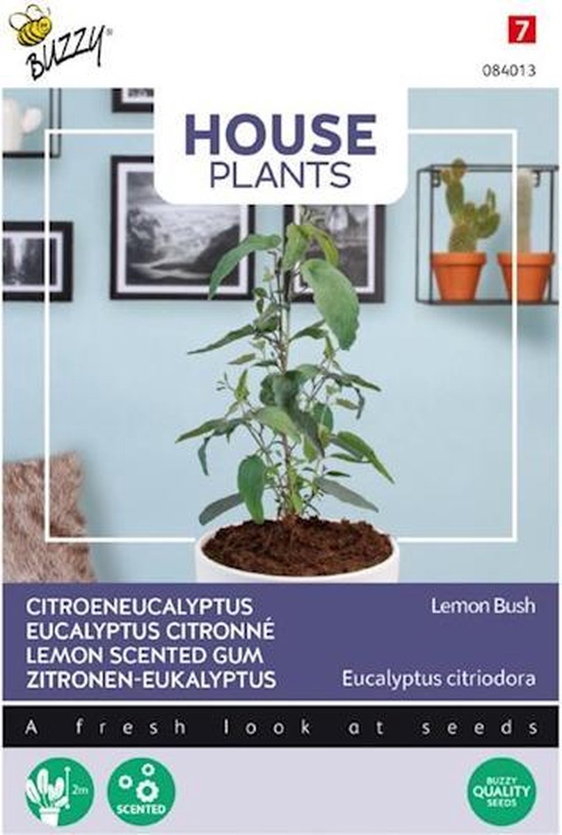 Buzzy® House Plants Eucalypthus, Lemon Bush