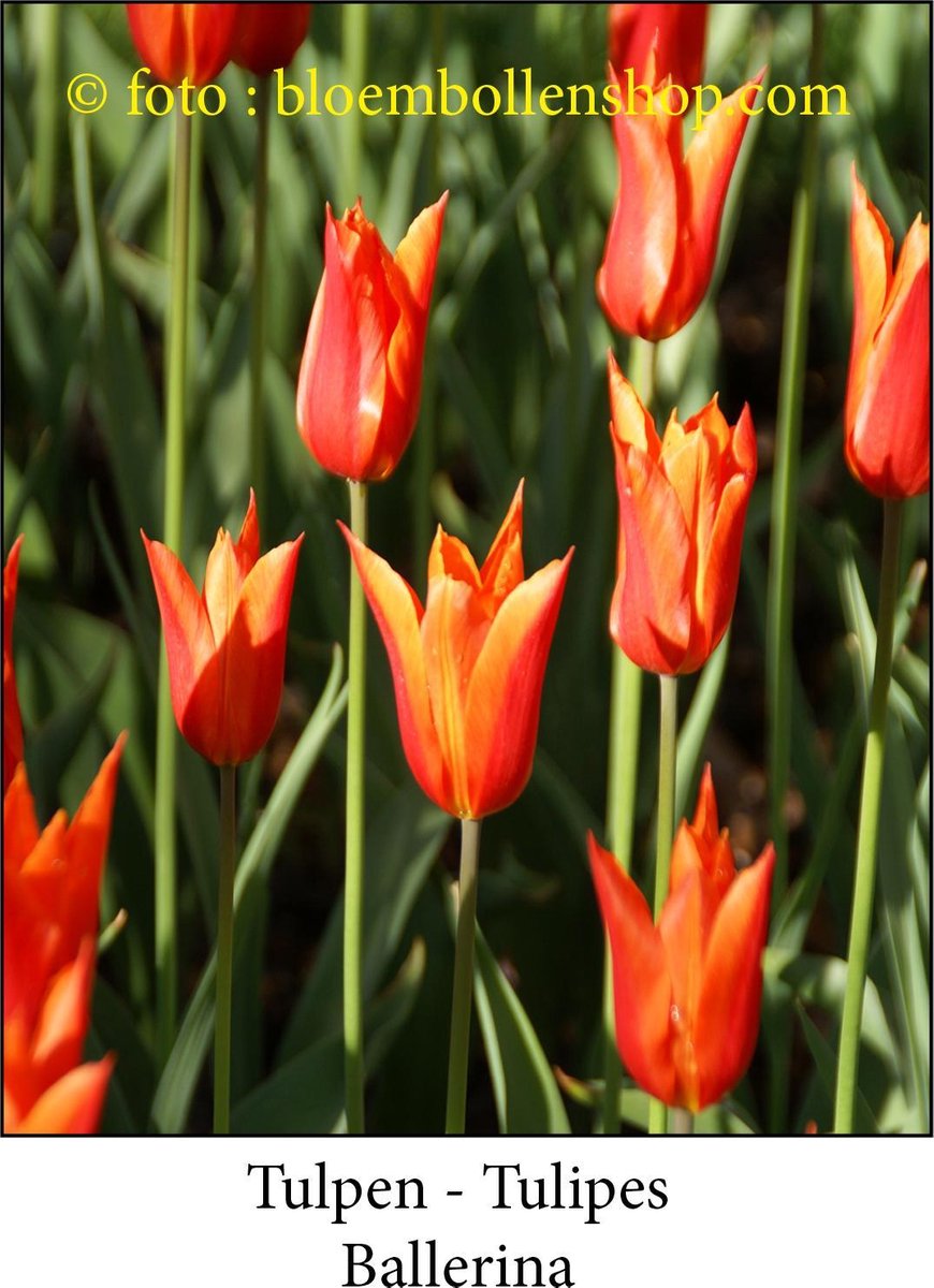 tulp Ballerina 25 bollen maat 12/+ tulpen bloembollen