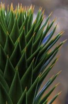 Evergreen Conifer (Araucaria araucana) Up Close Journal: 150 Page Lined Notebook/Diary