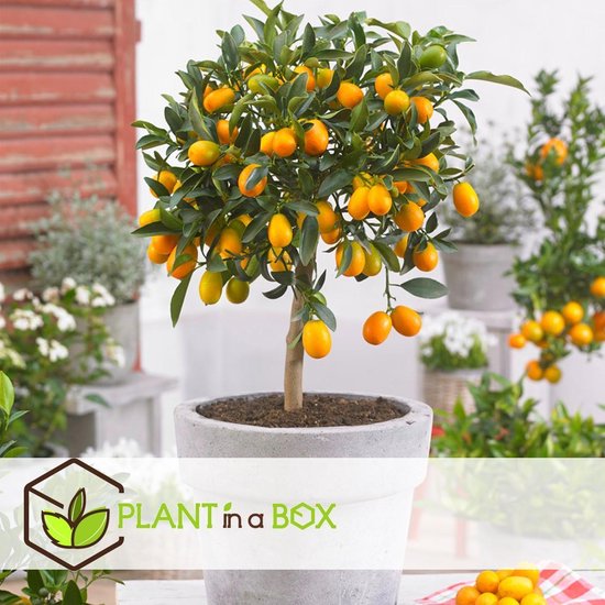heb vertrouwen Vrijgekomen regeren Plant in a Box - Citrus microcarpa fortunella Kumquat - Citrus Kumquat -  Citroenboom... | bol.com