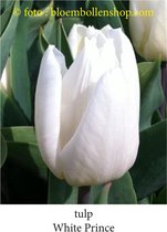 tulp White Prince 25 bollen maat 12/+ tulpen bloembollen