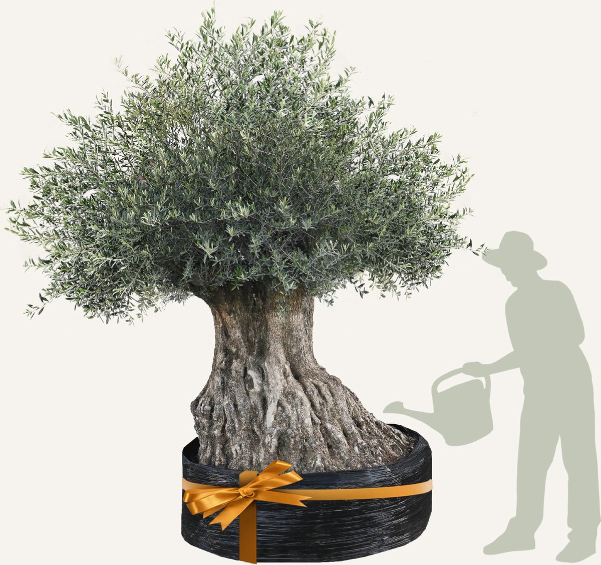 Evergreens - Olijfboom - Olea europaea - 'Bonsai' - 200/250 - Olea Europea - Olijfboom op stam in net - Winterhard - Groenblijvend - Olijven - Voeding