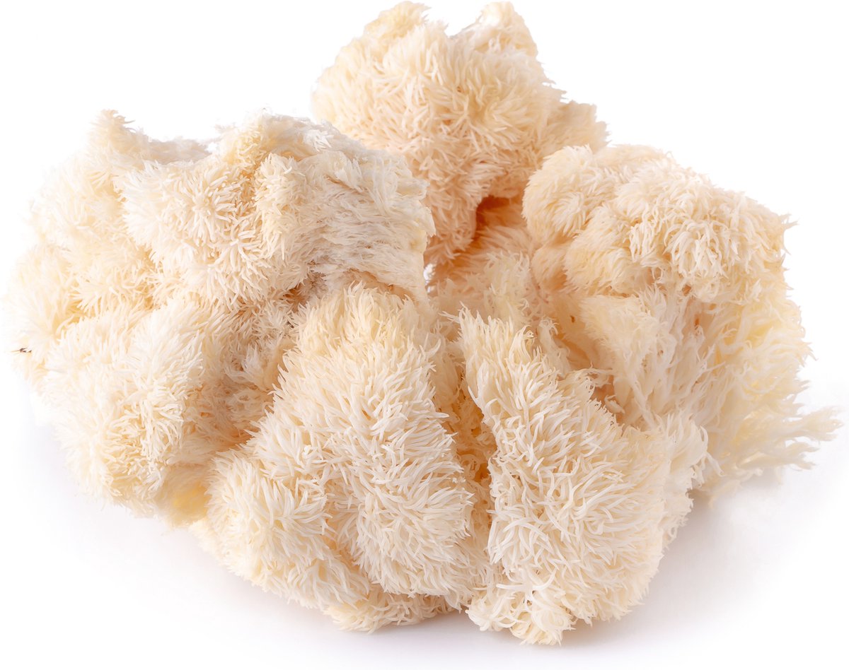 25 pluggen voor pruikzwam / Lion's mane - Deuvels pluggen voor het kweken van paddenstoelen op boomstammen (Hericium erinaceus)