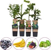 Exotische fruitplanten mix - set van 4 fruitplanten: kiwi, vijg, honingbes, sierbanaan - hoogte 45-55 cm