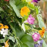 MRS Seeds & Mixtures Klimplantenmengsel – groeihoogte: 50-300 cm – eenjarige bloemen – erg geschikt voor het bedekken van hekken, muren, klimrekken of pergola’s – snelle groei – trekt bijen, hommels en vlinders aan