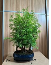 Outdoor Bonsai Metasequoia Forest - Bonsai - Tuinplant - Pot 25cm - Hoogte 50-60cm – bonsai boompje – 8 jaar - 5 stam - keramiek pot met schotel