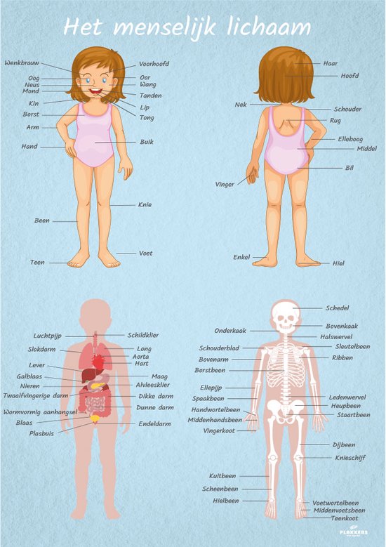 Poster menselijk lichaam vrouwelijk 30cm x 40cm