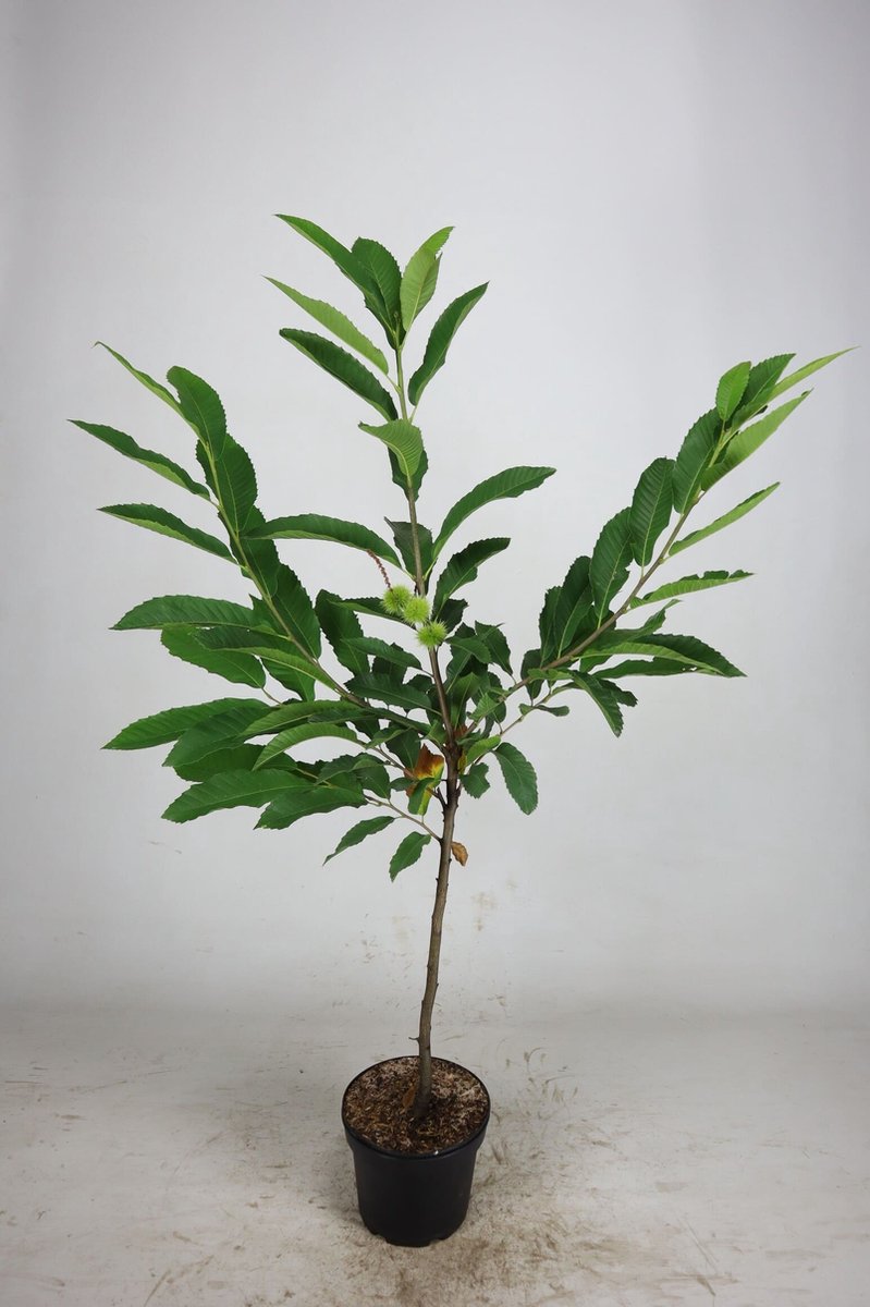 Tamme kastanje 100-125 cm (in pot) - Castanea sativa - Ø23 cm - onderhoudsarm - groei heerlijke eetbare kastanjes - blad zorgt voor een heerlijk herfstgevoel
