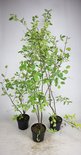 Drie Krentenboompjes in potten met groene bladeren en dunne takken.
