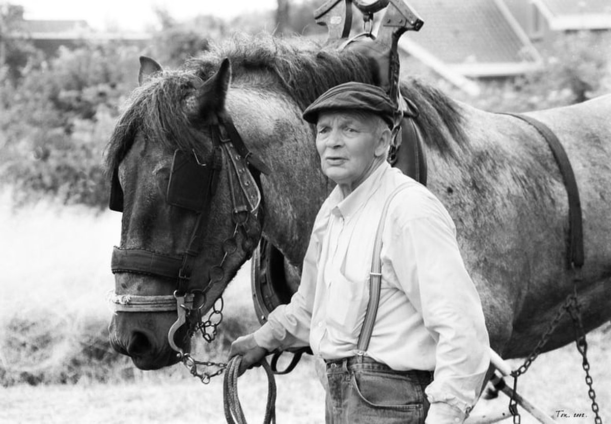 Trekpaarden TW14 - Foto - Ton van der Weerden - Fine Art Print op fotokwaliteit papier - 70 x 100 cm