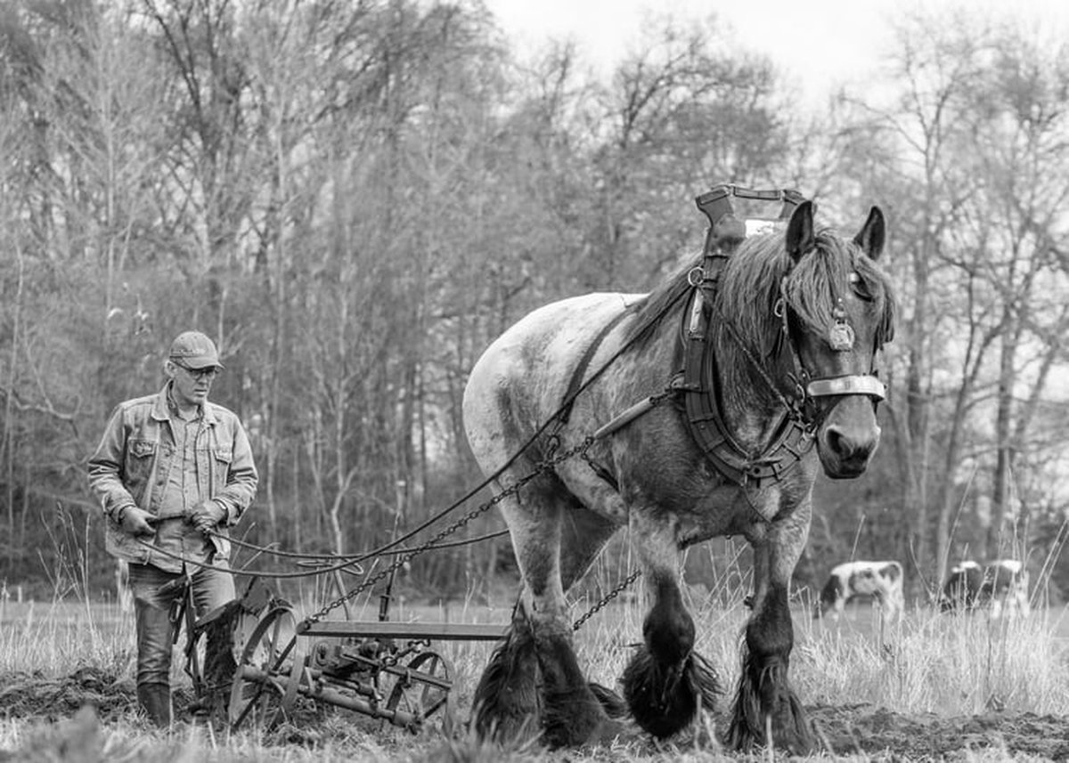 Trekpaarden TW11 - Foto - Ton van der Weerden - Fine Art Print op fotokwaliteit papier - 70 x 100 cm
