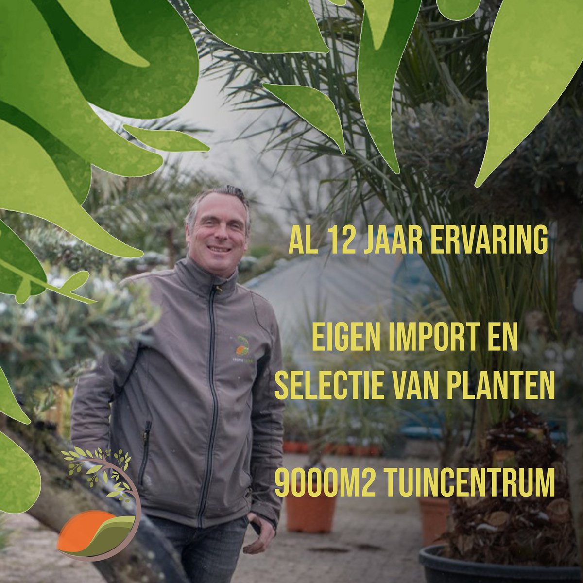 Veredelde granaatappel (Punica granatum) kopen