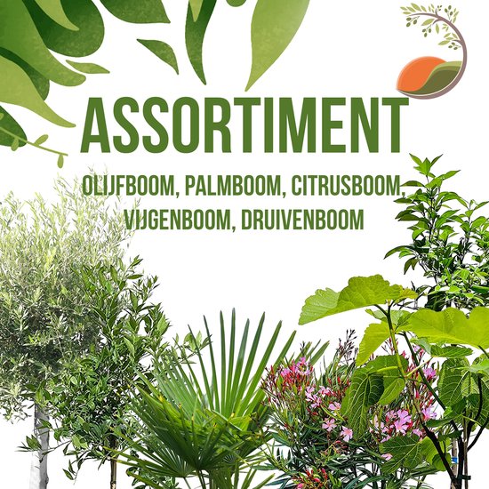 Assortiment mediterrane bomen: olijfboom, palmboom, citrusboom, vijgenboom, druivenboom.