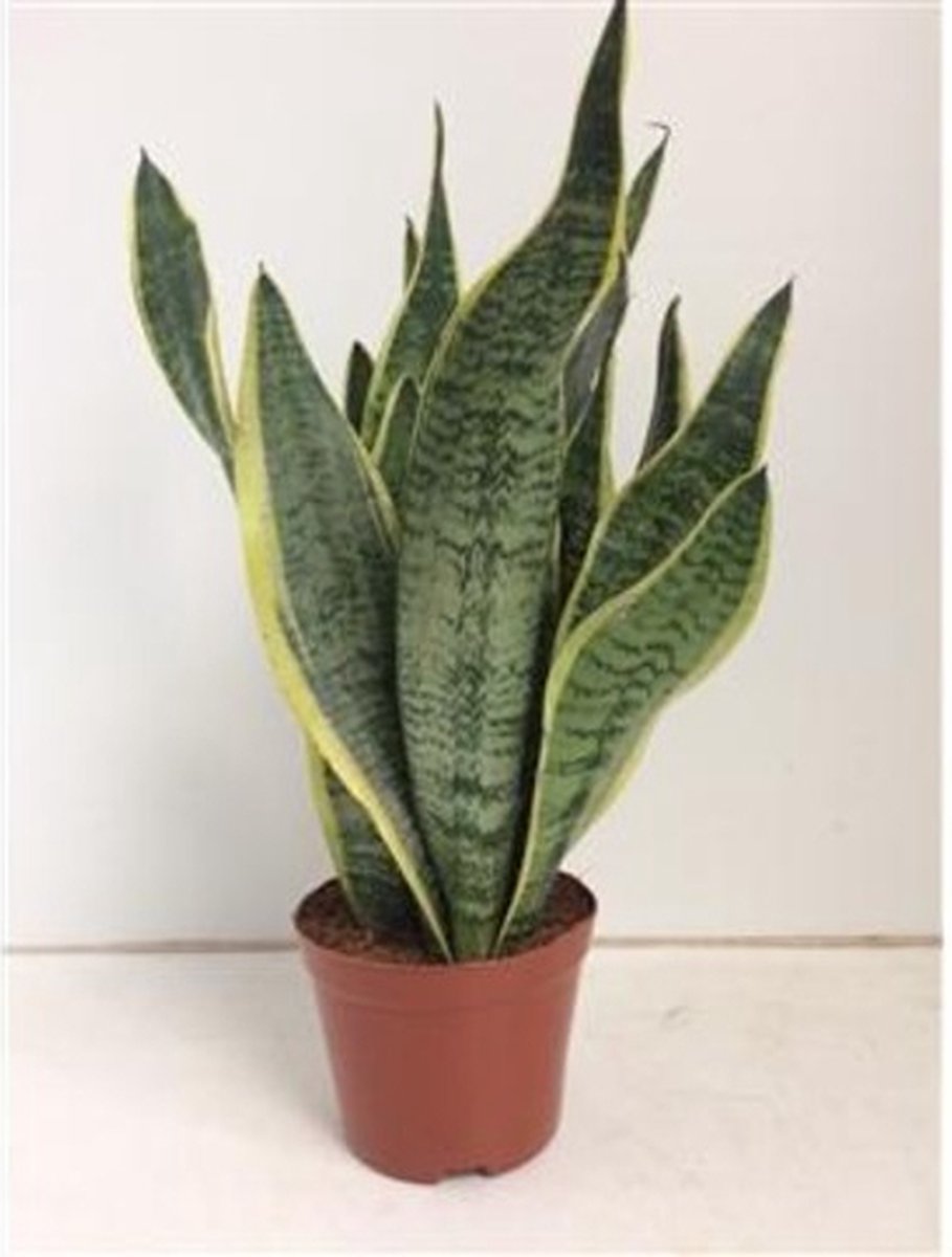 Plantenboetiek.nl | Sansevieria Futura Superba - Ø14cm - 30-40cm hoog - Kamerplant - Groenblijvend - Cactus & Vetplanten