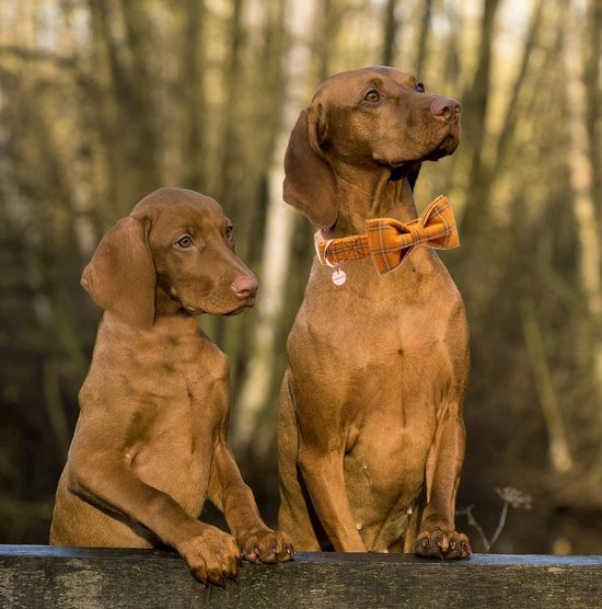 Honden halsband voor de Kleine hond (bv. Jack Russel