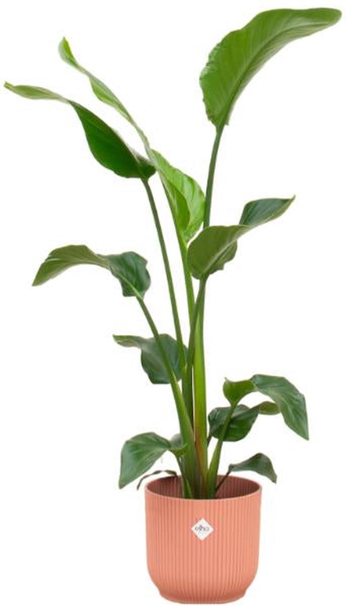 Combi deal - Strelitzia Nicolai inclusief elho Vibes Fold Round roze Ø22 - 100 cm