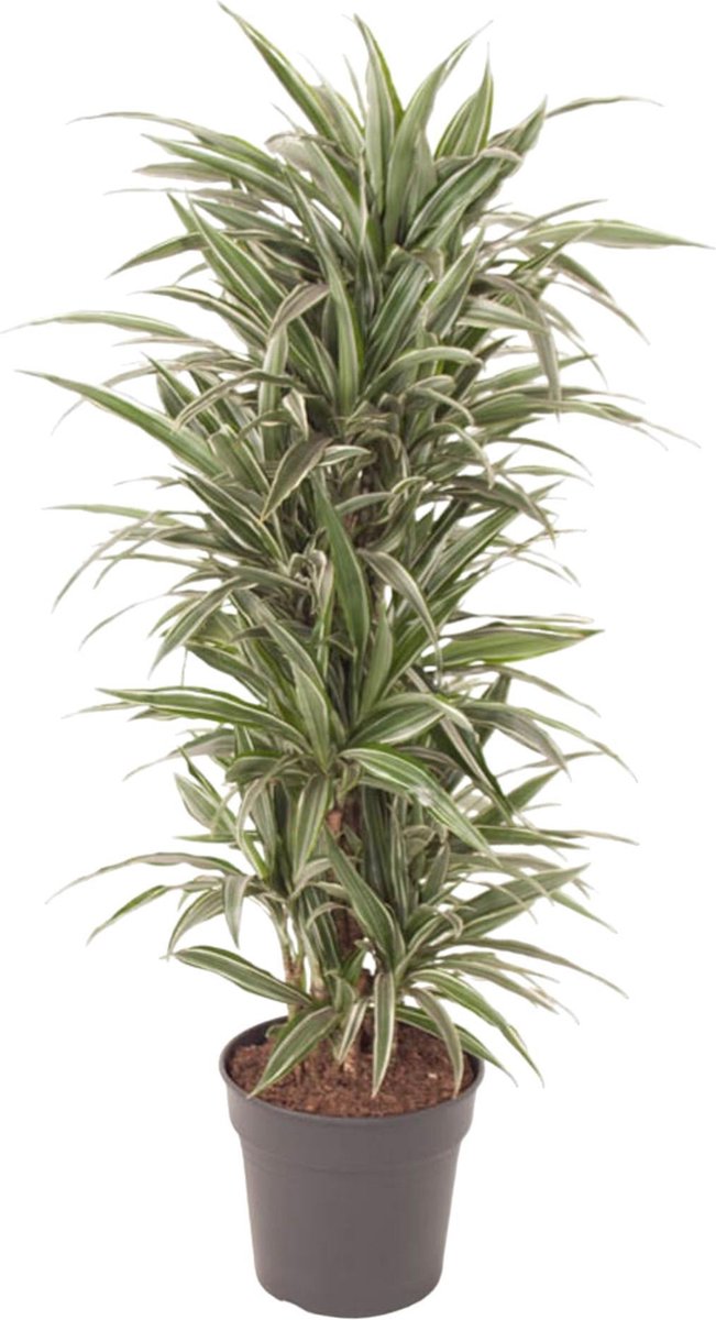 Dracaena Warneckei vertakt - 140 cm - ø31
