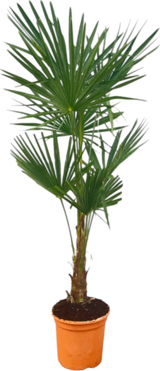 Trachycarpus Fortuneii - 160 cm - Ø27cm