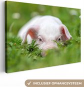 Canvas schilderij 60x40 cm - Wanddecoratie Varken - Dieren - Big - Muurdecoratie woonkamer - Slaapkamer decoratie - Kamer accessoires - Schilderijen