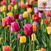 Tulpenbollen Mix – 50 Stuks | KH Bloembollen® | Tulp Cadeau – Voor Tuin of Pot – Maat 11/12 – Vers van de Teler!