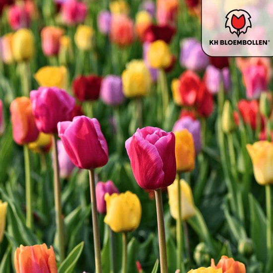 Foto: Tulpenbollen mix 50 stuks kh bloembollen tulp cadeau voor tuin of pot maat 11 12 vers van de teler 