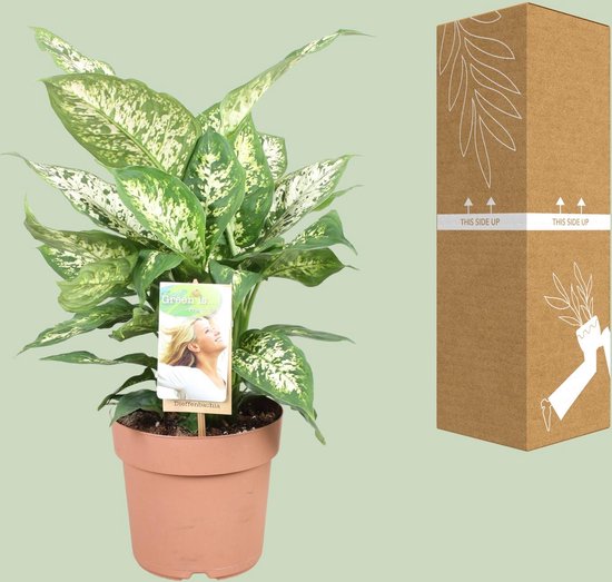 Dieffenbachia Compacta In Vaso 17cm – Pianta Da Interno Purificante, Altezza 55cm