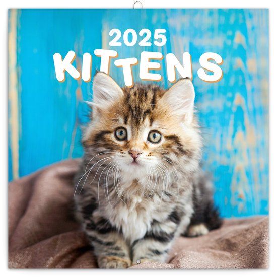 Kittens Kalender 2025 | bol