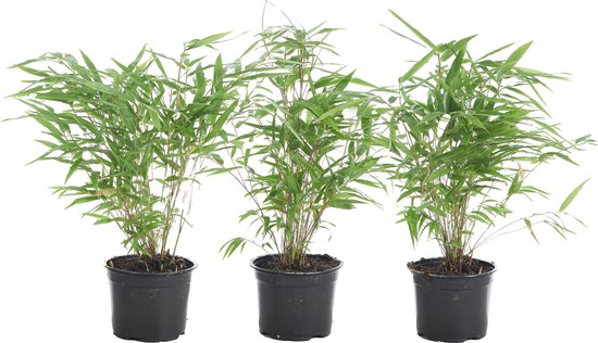 Bloomique - Lot de 3 - Fargesia rufa - Bambou non traçant - Persistant - Plantes de jardin - Rustique - 20-30 cm de haut - Pot 10 cm