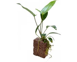 Aquafleur Deco Stone S Anubias Waterplant