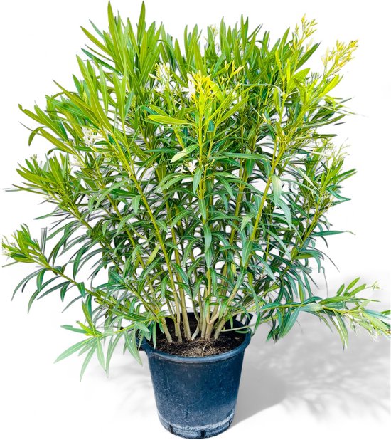 Tropictrees Nerium Oleander planten, winterhard met rode bloemen, 80-100 cm hoog, winterharde planten voor tuin, hitte- en droogtebestendige struik
