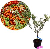 Hippophae rhamnoides 'Hergo', Duindoorn, vrouwelijk, 2 liter pot