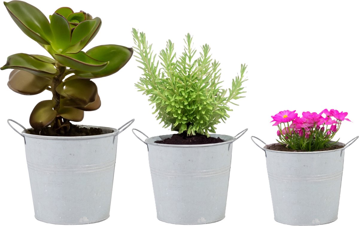 Goedkoopste Emmer/plantenpot/bloempot - set van 3x stuks - zink - whitewash