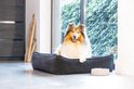Collie in een donkerblauwe ribstof hondenmand in een modern interieur.