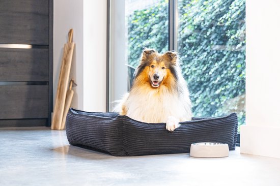 Collie in een donkerblauwe ribstof hondenmand in een modern interieur.